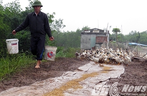 Anh em ông Đoàn Văn Vươn chuẩn bị ra thương hiệu vịt mang tên mình