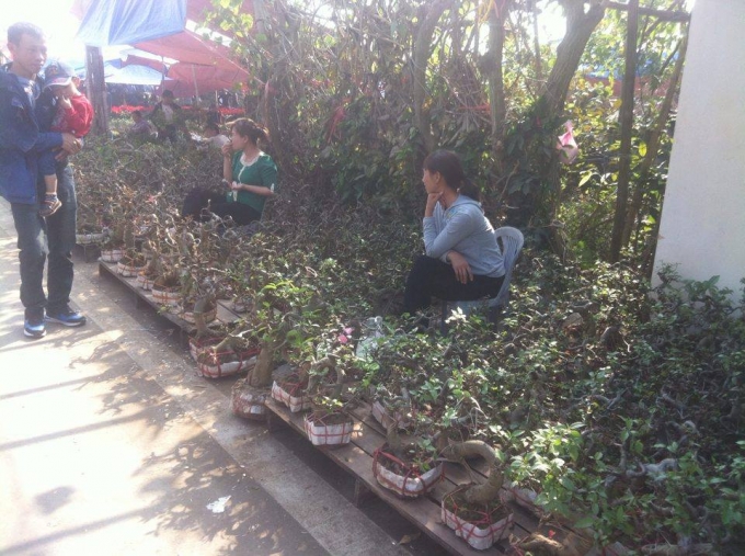 C&acirc;y cảnh l&agrave; sản phẩm được b&agrave;y b&aacute;n nhiều nhất tại chợ Viềng.