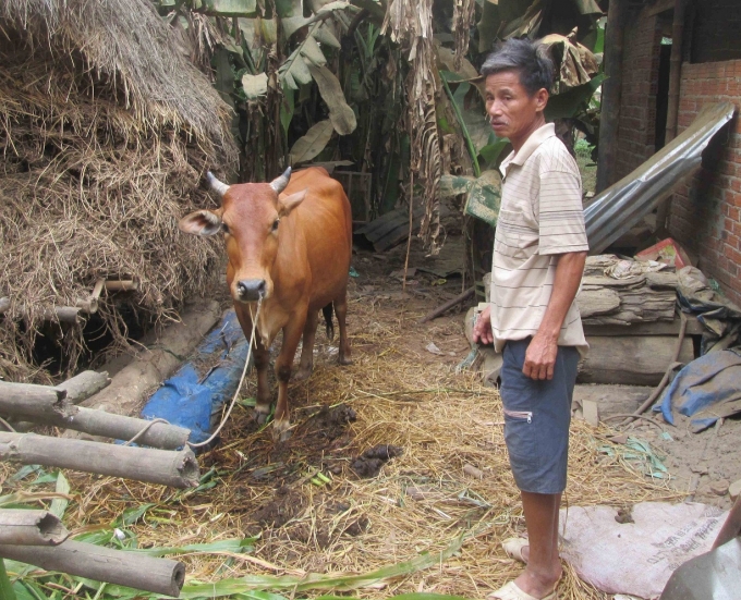 Con b&ograve; mẹ đ&atilde; đẻ ra b&ecirc; dị dạng