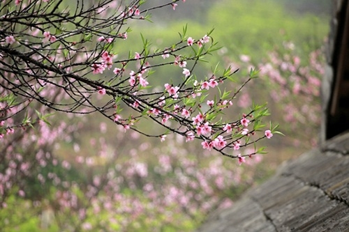 Trời hửng nắng, nhiệt độ tăng nhẹ th&iacute;ch hợp cho người d&acirc;n du xu&acirc;n đầu năm. (Nguồn: internet)