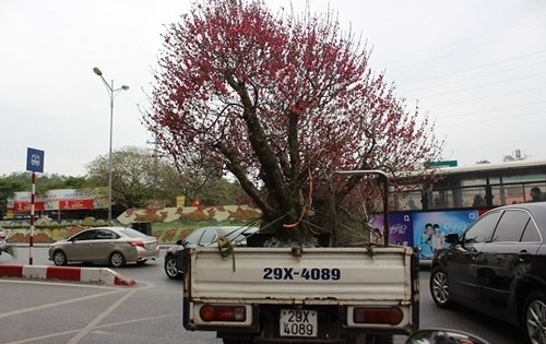 Sau Tết: Xác "đào khủng" giá rẻ như cho