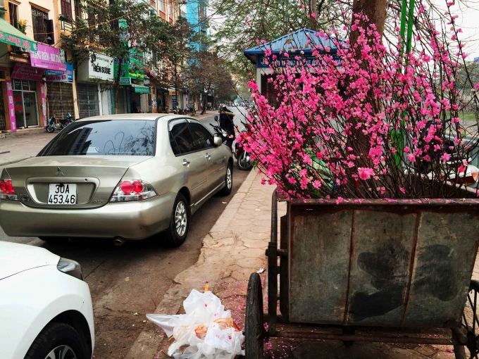 Những c&agrave;nh đ&agrave;o