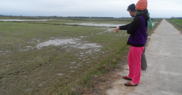 Hàng trăm hộ dân khóc ròng vì bọ trĩ hại lúa