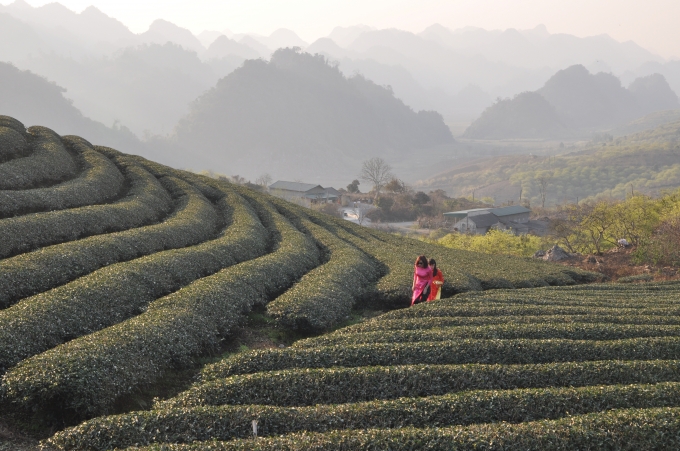 Đồi ch&egrave; xanh mướt ở T&acirc;n Lập. (ảnh: Minh Long).