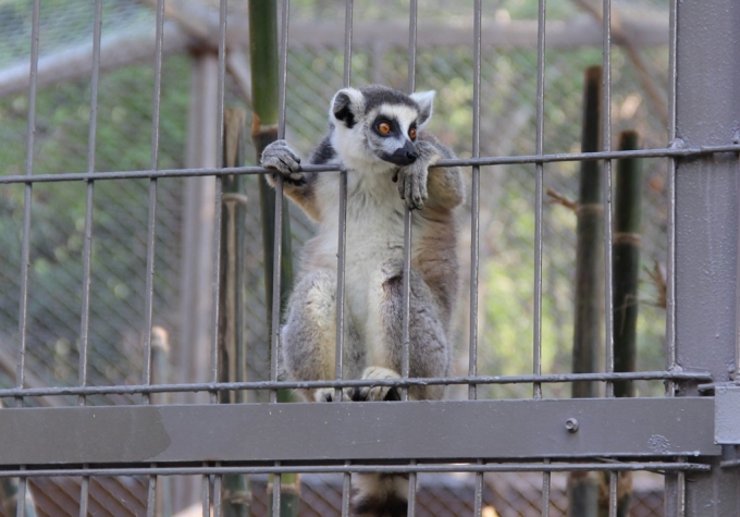 Vượn c&aacute;o đu&ocirc;i khoang được nhốt trong chuồng ở Vinpearl Safari Ph&uacute; Quốc. Ảnh: Việt Tường.