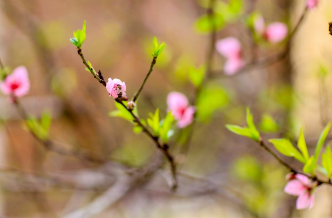 Nơi lo&agrave;i ong t&igrave;m đến lấy mật.