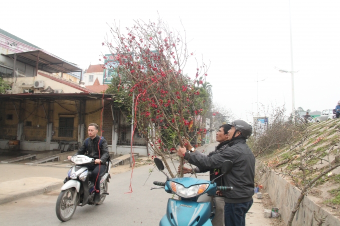 Đ&agrave;o khoe sắc giữa tiết trời ấm &aacute;p ở Thủ đ&ocirc;.