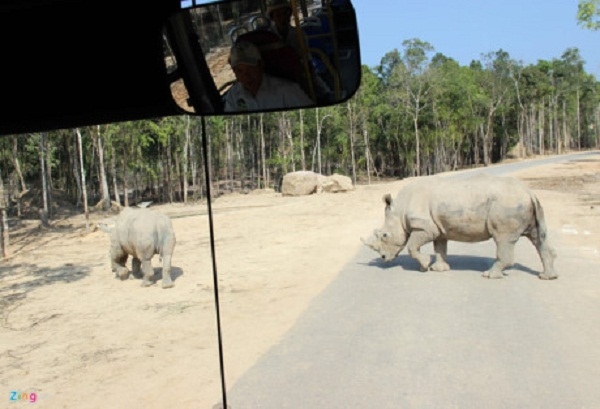 CITES cho biết Safari Ph&uacute; Quốc chưa được cấp ph&eacute;p nhập khẩu t&ecirc; gi&aacute;c. Ảnh Việt Tường.