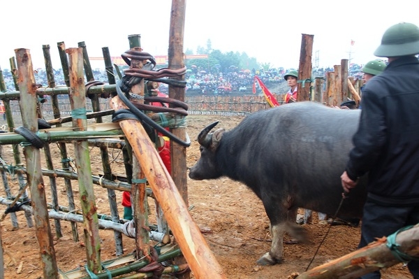 Những &ldquo;&ocirc;ng cầu&rdquo; được tuyển chọn mang ra s&acirc;n thi đấu. Trước ng&agrave;y khai Hội (15 th&aacute;ng Gi&ecirc;ng), c&aacute;c chủ tr&acirc;u tiến h&agrave;nh lễ tr&igrave;nh tr&acirc;u lần cuối tại nơi thờ Th&agrave;nh ho&agrave;ng l&agrave;ng. Sau khi lễ, tr&acirc;u đợi đến giờ v&agrave;o sới thi đấu.