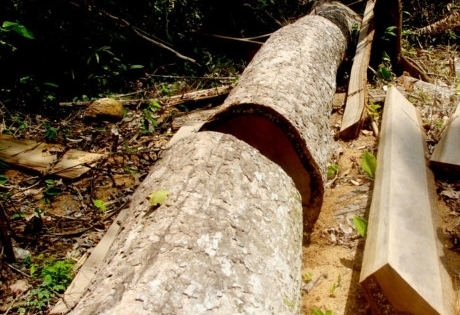 Quảng Nam: Bắt tạm giam Phó Giám đốc BQL rừng phòng hộ Đắk Mi