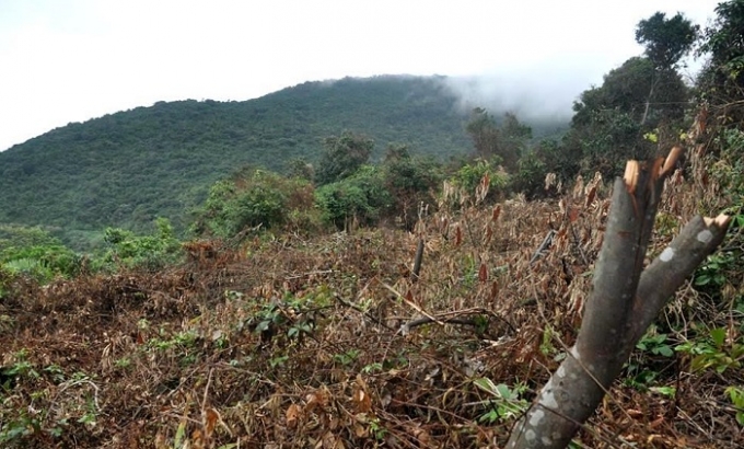 Cả một khoảng rừng bị t&agrave;n ph&aacute;.