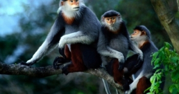 Rừng Sơn Trà bị tàn phá