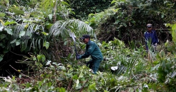 Vụ phá rừng Sơn Trà: Chỉ là phát quang cây bụi, dây leo?