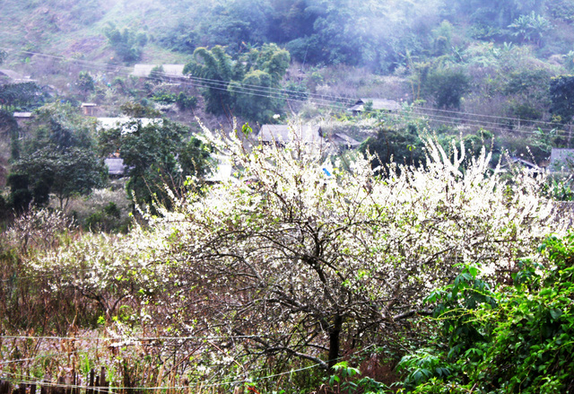 Bản l&agrave;ng người M&ocirc;ng v&agrave;o Xu&acirc;n.