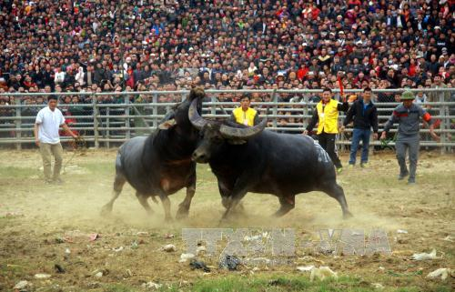 Lễ hội chọi tr&acirc;u thường bị lợi dụng để trục lợi, thương mại h&oacute;a. Ảnh: Quang Cường/TTXVN