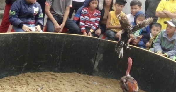 Năm con gà, độc đáo hội chọi gà