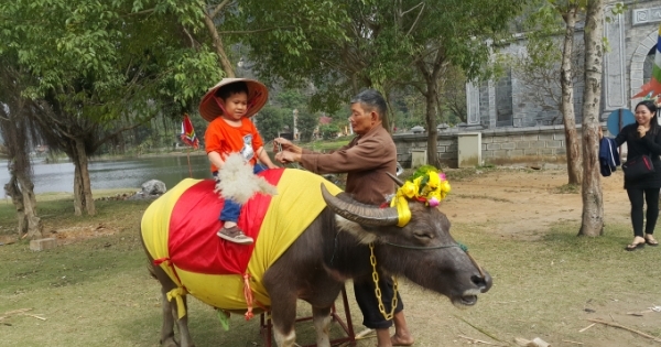 Ninh Bình: Dịch vụ cưỡi trâu chụp hình hút khách dịp đầu xuân