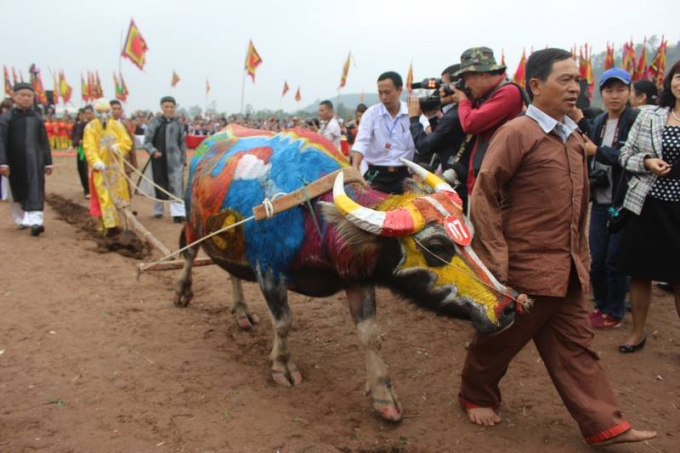 Một l&atilde;o n&ocirc;ng được t&aacute;i hiện lại h&igrave;nh ảnh vua L&ecirc; Đại H&agrave;nh bước l&ecirc;n lễ đ&agrave;i khấn c&aacute;o vua L&ecirc; v&agrave; Thần N&ocirc;ng, sau đ&oacute; l&atilde;o n&ocirc;ng n&agrave;y đội mũ Cửu Long, mặc &aacute;o Ho&agrave;ng B&agrave;o xuống ruộng đi c&agrave;y 3 s&aacute;, theo sau vua l&agrave; đo&agrave;n gieo hạt giống bao gồm đỗ xanh, lạc v&agrave; th&oacute;c. Sau khi vua c&agrave;y xong c&aacute;c vị l&atilde;nh đạo địa phương v&agrave; c&aacute;c l&atilde;o n&ocirc;ng xuống c&agrave;y 9 s&aacute;.