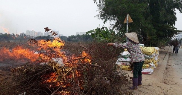 Số phận những cây đào không ra hoa dịp Tết