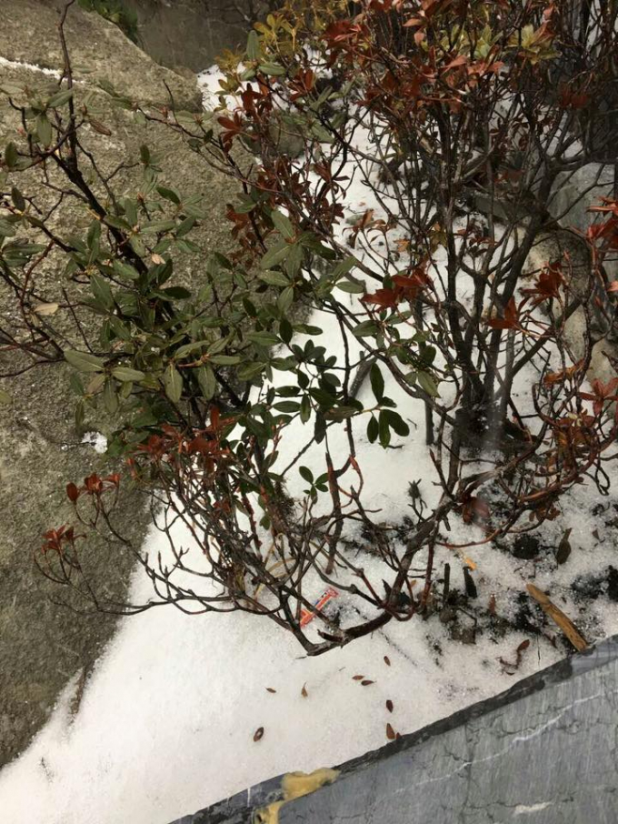 Cộng đồng mạng th&iacute;ch th&uacute; khoe ảnh tuyết rơi tr&ecirc;n đỉnh Fansipan