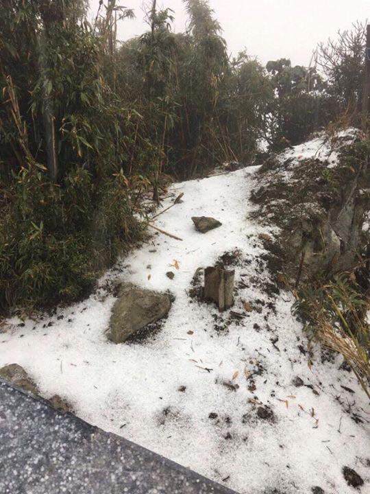 Tuyết rơi phủ k&iacute;n đường đi, c&acirc;y cối.