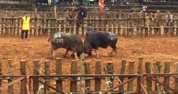 Phú Thọ: Phù Ninh tưng bừng khai mạc Hội chọi trâu