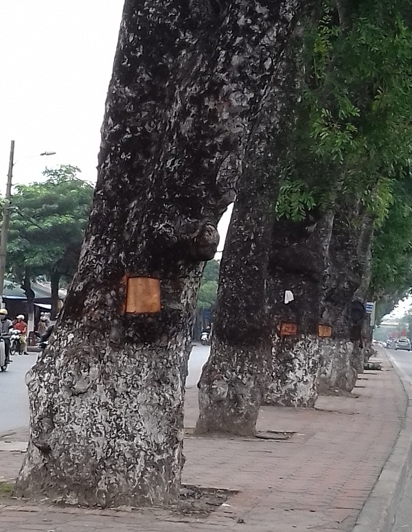 Cũng theo người d&acirc;n ở đ&acirc;y cho biết, việc đục lấy những lớp vỏ tr&ecirc;n th&acirc;n c&acirc;y để l&agrave;m g&igrave; th&igrave; cũng chưa r&otilde;, c&oacute; thể người ta đục lấy để đun nước tắm chữa bệnh. Nhưng việc l&agrave;m như thế n&agrave;y thật sự l&agrave; kh&ocirc;ng được v&igrave; kh&ocirc;ng những mang việc ph&aacute; hoại c&acirc;y xanh thủ đ&ocirc; m&agrave; c&ograve;n l&agrave;m mất mỹ quan đ&ocirc; thị.