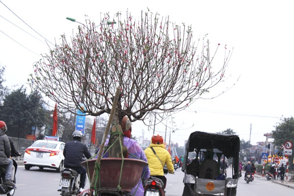 Việc thu gom những x&aacute;c đ&agrave;o n&agrave;y diễn ra cũng chỉ trong khoảng hơn 1 tuần, ch&iacute;nh v&igrave; vậy đ&acirc;y cũng l&agrave; khoảng thời gian những người thu gom x&aacute;c đ&agrave;o kiếm tiền triệu mỗi ng&agrave;y.