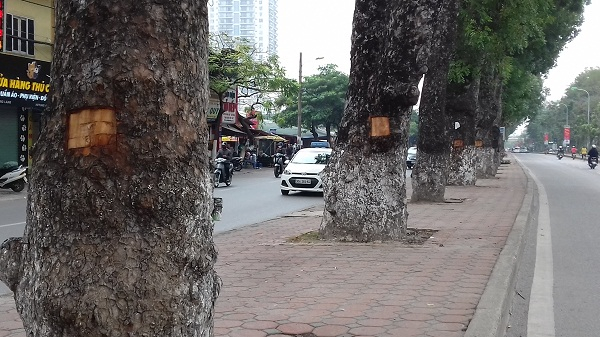 H&agrave;ng c&acirc;y x&agrave; cừ cổ thụ tr&ecirc;n đường L&aacute;ng (Đống Đa, H&agrave; Nội) bị đục kho&eacute;t tạo th&agrave;nh những &ocirc; c&oacute; h&igrave;nh chữ nhật.