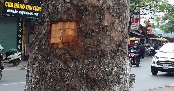 Lột vỏ xà cừ đường phố sẽ bị phạt lên tới 500 nghìn đồng