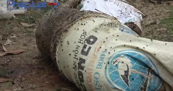 Phú Thọ: Xác lợn trương phềnh "tắm" sông Lô ngày đầu năm