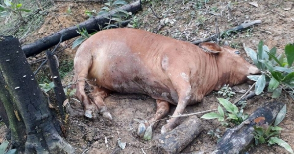 Dịch lở mồm long móng đã xuất hiện tại Hà Tĩnh