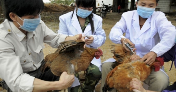 Nghệ An ra Công điện khẩn phòng chống dịch cúm gia cầm