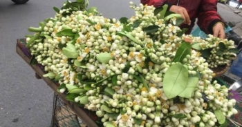 Vẻ đẹp tinh khôi hoa bưởi trên đường phố Hà Nội