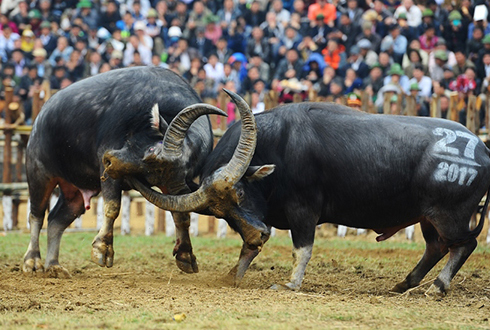 Hội chọi tr&acirc;u vẫn diễn ra ở một số địa phương. Ảnh:&nbsp;Giang Huy