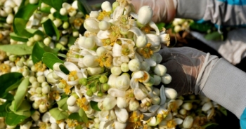 Hà Nội mùa hoa bưởi sớm