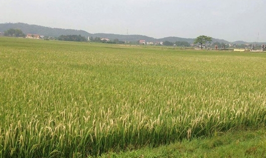 Long An: Người đàn ông chết bất thường bên ruộng lúa