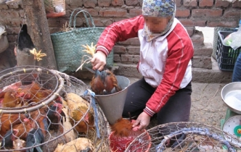 Cúm A/H7N9 từ Trung Quốc xâm nhập Việt Nam rất cao