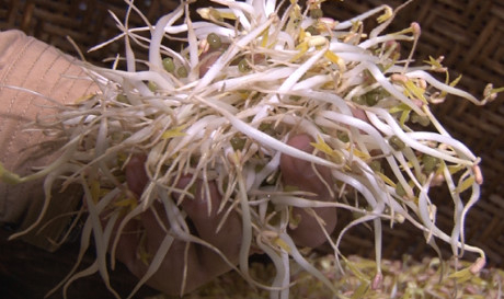 B&igrave;nh qu&acirc;n cứ 10 kg đậu xanh pha trộn với khoảng 20 l&iacute;t nước v&agrave; 2 ống h&oacute;a chất sẽ cho ra khoảng 60 đến 70 kg gi&aacute; đỗ.