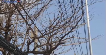 TP HCM: Cây chết khô bất thường, nguy cơ gãy đổ trúng người đi đường