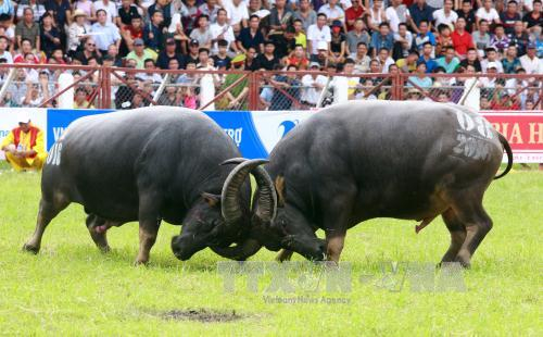 Sẽ chỉ cho ph&eacute;p duy tr&igrave; những lễ hội chọi tr&acirc;u truyền thống, c&oacute; n&eacute;t đẹp v&agrave; văn minh lễ hội. Ảnh: L&acirc;m Kh&aacute;nh/TTXVN.