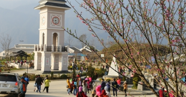 Thiên đường hoa đào Fansipan Legend đang gọi tên bạn