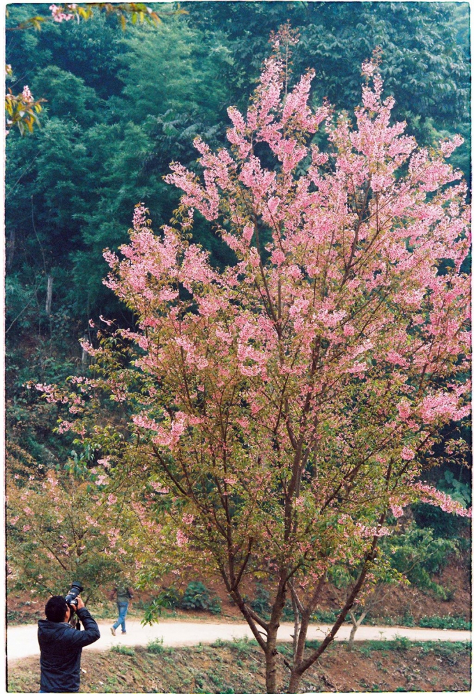 Mai anh đ&agrave;o kh&ocirc;ng được trồng phổ biến, chỉ xuất hiện chủ yếu tr&ecirc;n đường dẫn v&agrave;o bản Dọi (c&aacute;ch trung t&acirc;m thị trấn Mộc Ch&acirc;u gần 20 km). Mặc d&ugrave; vậy, những du kh&aacute;ch may mắn gặp lo&agrave;i hoa n&agrave;y đều m&ecirc; đắm trước vẻ rực rỡ của n&oacute;.