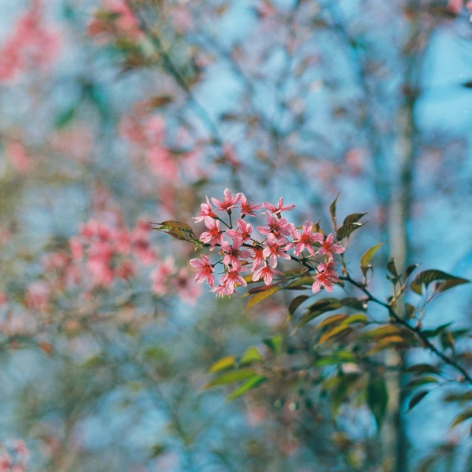 Tr&ecirc;n nền trời xanh ngắt của những ng&agrave;y nắng ấm, mai anh đ&agrave;o c&agrave;ng long lanh khoe sắc.