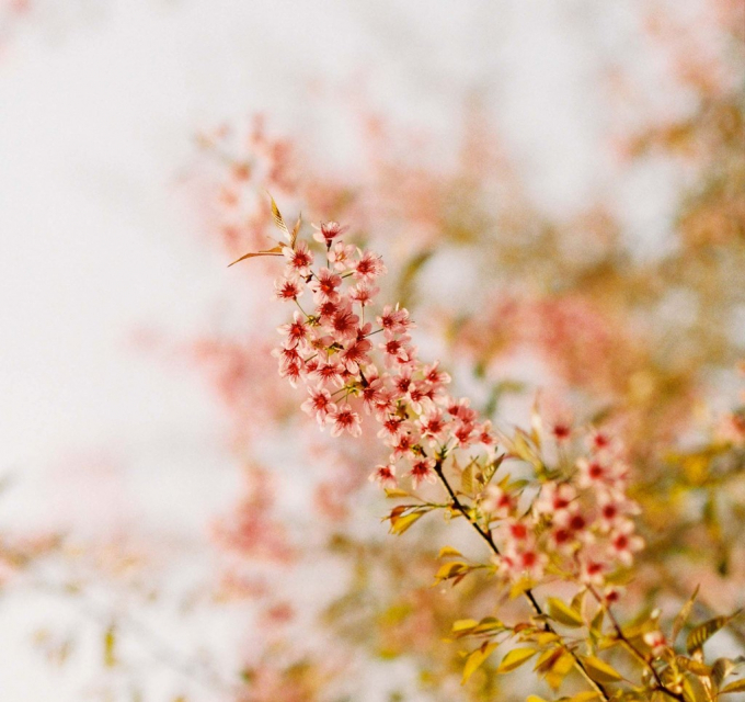 Tuy nhi&ecirc;n, tuổi thọ của hoa kh&ocirc;ng được bền như đ&agrave;o rừng, thường chỉ nở rộ trong khoảng một tuần.