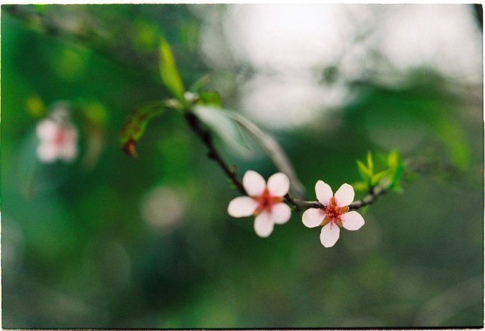 So với mai anh đ&agrave;o, đ&agrave;o rừng Mộc Ch&acirc;u mang một vẻ đẹp đơn sơ, giản dị v&agrave; khoẻ khoắn hơn. Năm nay, đ&agrave;o rừng nở muộn.