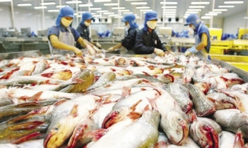 Cá tra mất dần thị trường ở châu Âu: Vì bị bôi nhọ, hay sai lầm chiến lược?
