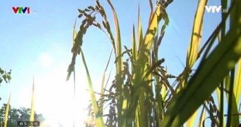 Những nghịch lý của thị trường lúa gạo