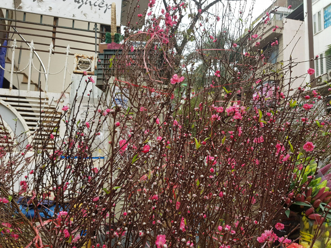 V&igrave; thế nhiều con phố tại Thủ đ&ocirc; H&agrave; Nội như Linh Lang, Hồ T&ugrave;ng Mậu, Đ&agrave;o Tấn,... đ&atilde; bắt đầu b&agrave;y b&aacute;n những c&agrave;nh đ&agrave;o khoe sắc.&nbsp;