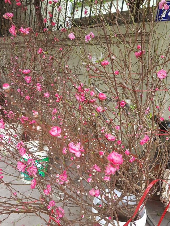 Đ&agrave;o năm nay được nhiều người đ&aacute;nh gi&aacute; l&agrave; đẹp, c&agrave;nh nhiều nụ, hoa th&igrave; nở đều v&agrave; to.